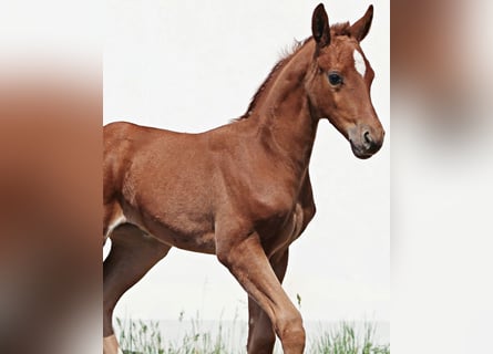 Caballo de deporte alemán, Yegua, 5 años, 165 cm, Alazán