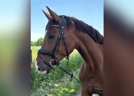 Caballo de deporte alemán, Yegua, 5 años, 165 cm, Alazán-tostado