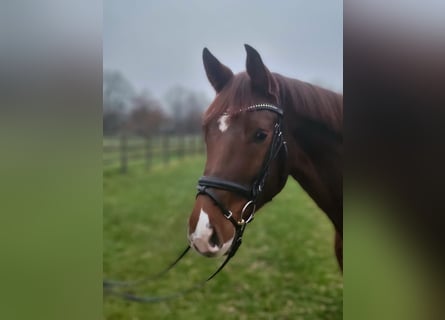 Caballo de deporte alemán, Yegua, 5 años, 165 cm, Alazán-tostado