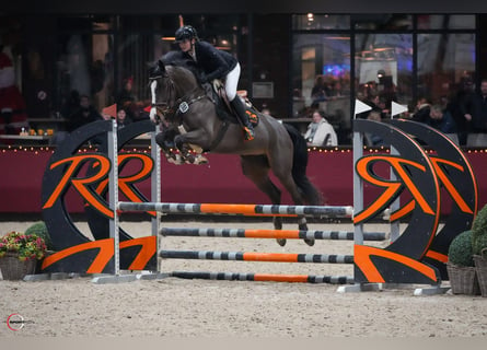 Caballo de deporte alemán, Yegua, 5 años, 165 cm, Castaño