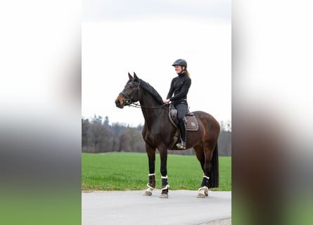 Caballo de deporte alemán, Yegua, 5 años, 165 cm, Castaño