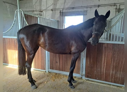 Caballo de deporte alemán, Yegua, 5 años, 165 cm, Castaño oscuro