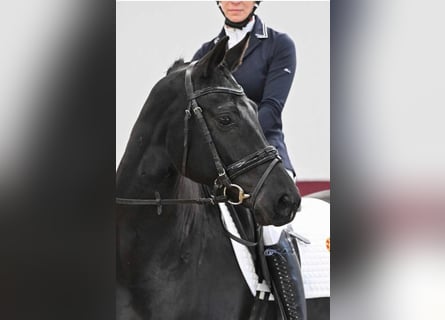 Caballo de deporte alemán, Yegua, 5 años, 165 cm, Negro