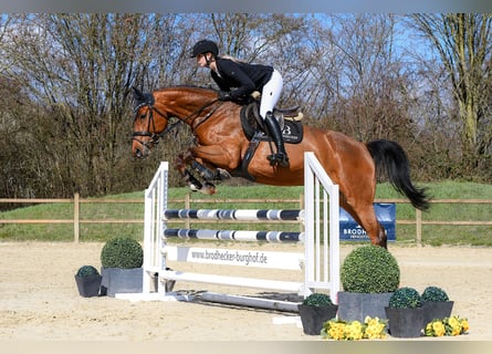 Caballo de deporte alemán, Yegua, 5 años, 166 cm, Castaño