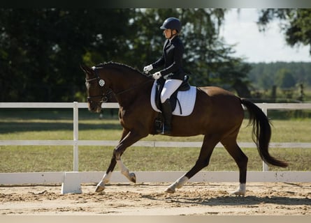Caballo de deporte alemán, Yegua, 5 años, 166 cm, Castaño oscuro