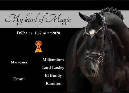 Caballo de deporte alemán, Yegua, 5 años, 166 cm, Negro
