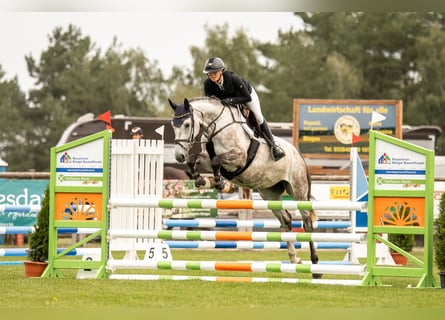 Caballo de deporte alemán, Yegua, 5 años, 166 cm, Tordo