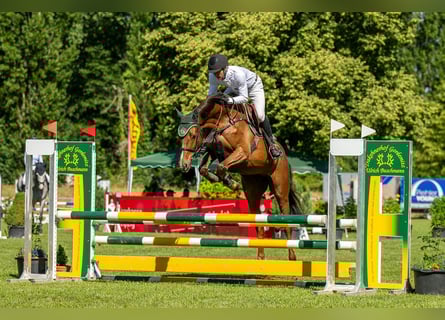 Caballo de deporte alemán, Yegua, 5 años, 167 cm, Alazán-tostado