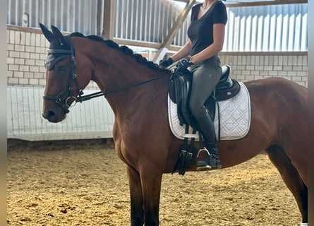 Caballo de deporte alemán, Yegua, 5 años, 167 cm, Castaño