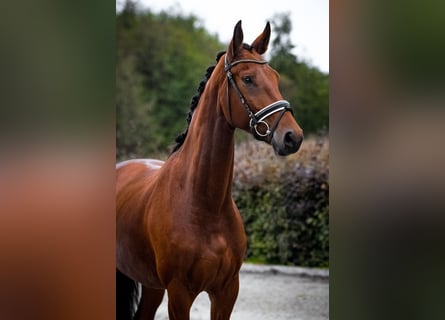 Caballo de deporte alemán, Yegua, 5 años, 167 cm, Castaño