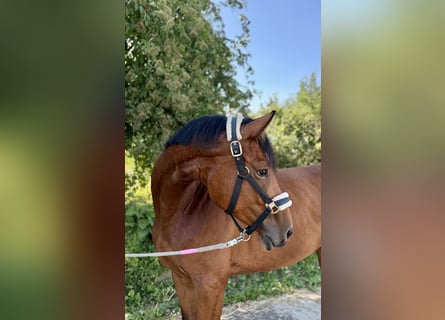 Caballo de deporte alemán, Yegua, 5 años, 167 cm, Castaño