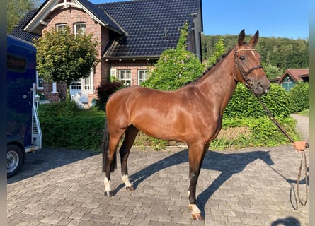 Caballo de deporte alemán, Yegua, 5 años, 167 cm, Castaño