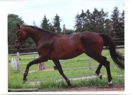 Caballo de deporte alemán, Yegua, 5 años, 167 cm, Castaño oscuro