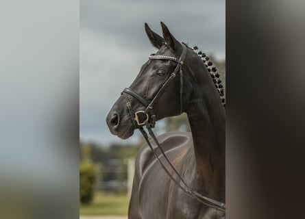 Caballo de deporte alemán, Yegua, 5 años, 167 cm, Negro