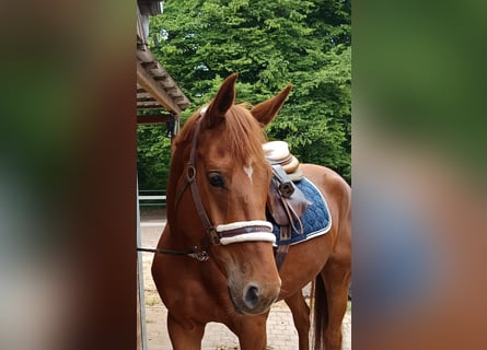 Caballo de deporte alemán, Yegua, 5 años, 168 cm, Alazán