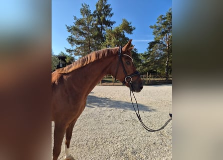 Caballo de deporte alemán, Yegua, 5 años, 168 cm, Alazán