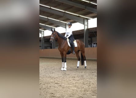 Caballo de deporte alemán, Yegua, 5 años, 168 cm, Castaño