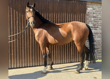 Caballo de deporte alemán, Yegua, 5 años, 168 cm, Castaño