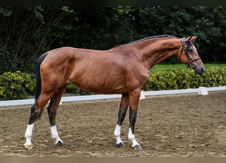 Caballo de deporte alemán, Yegua, 5 años, 168 cm, Castaño