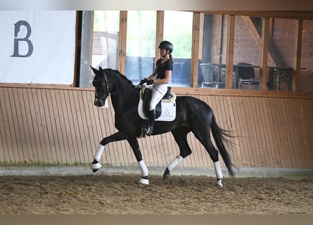 Caballo de deporte alemán, Yegua, 5 años, 168 cm, Castaño oscuro
