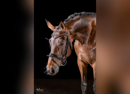 Caballo de deporte alemán, Yegua, 5 años, 169 cm, Castaño