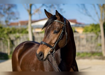 Caballo de deporte alemán, Yegua, 5 años, 169 cm, Castaño oscuro