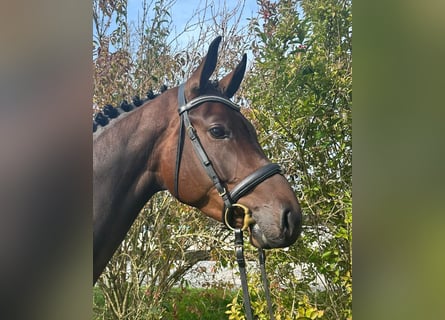 Caballo de deporte alemán, Yegua, 5 años, 169 cm, Castaño oscuro