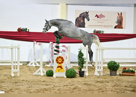 Caballo de deporte alemán, Yegua, 5 años, 169 cm, Tordo