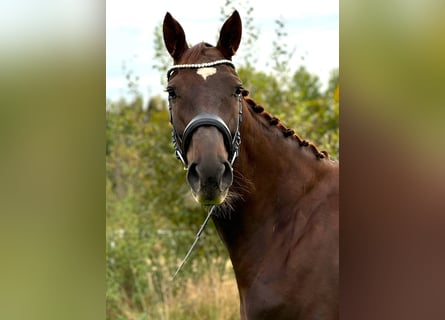 Caballo de deporte alemán, Yegua, 5 años, 170 cm, Alazán-tostado