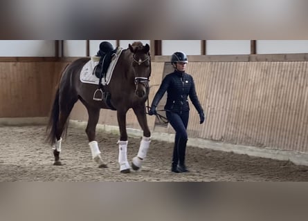 Caballo de deporte alemán, Yegua, 5 años, 170 cm, Alazán-tostado