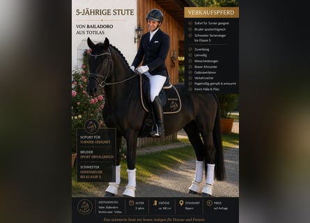 Caballo de deporte alemán, Yegua, 5 años, 170 cm, Morcillo