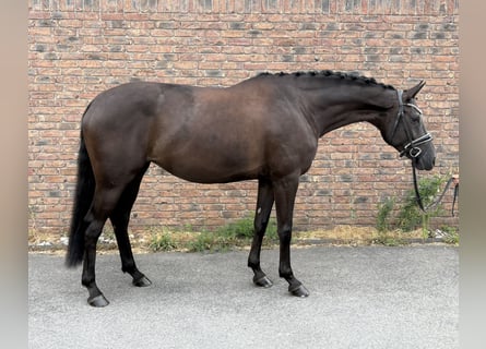 Caballo de deporte alemán, Yegua, 5 años, 170 cm, Negro