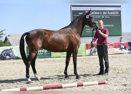 Caballo de deporte alemán, Yegua, 5 años, 170 cm, Negro