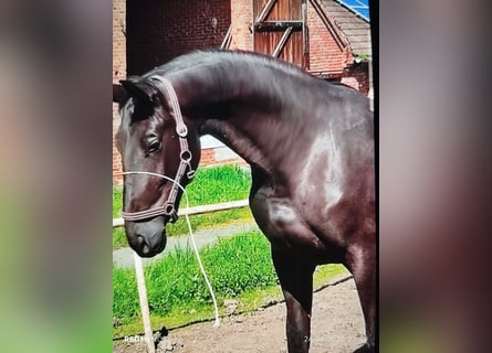 Caballo de deporte alemán, Yegua, 5 años, 170 cm, Negro