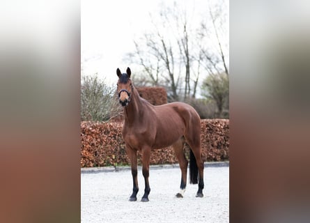 Caballo de deporte alemán, Yegua, 5 años, 171 cm, Castaño