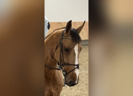 Caballo de deporte alemán, Yegua, 5 años, 171 cm, Castaño claro