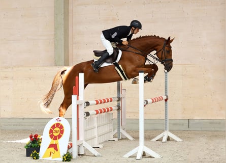 Caballo de deporte alemán, Yegua, 5 años, 172 cm, Alazán