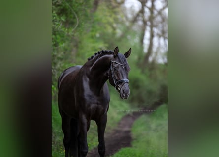 Caballo de deporte alemán, Yegua, 5 años, 172 cm, Negro