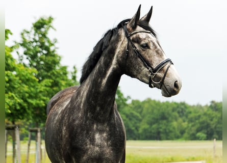 Caballo de deporte alemán, Yegua, 5 años, 172 cm, Tordo