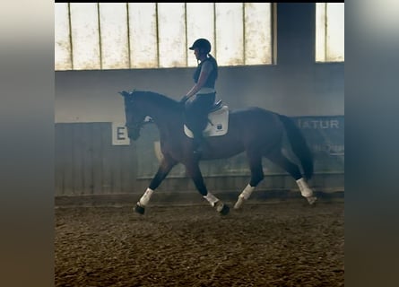 Caballo de deporte alemán, Yegua, 5 años, 173 cm, Castaño