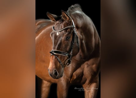 Caballo de deporte alemán, Yegua, 5 años, 173 cm, Castaño