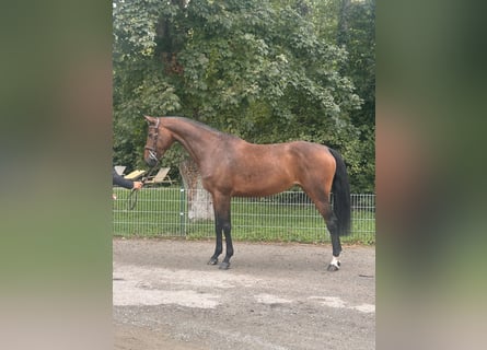 Caballo de deporte alemán, Yegua, 5 años, 175 cm, Castaño