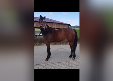 Caballo de deporte alemán, Yegua, 5 años, Castaño