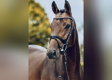 Caballo de deporte alemán, Yegua, 6 años, 160 cm, Castaño