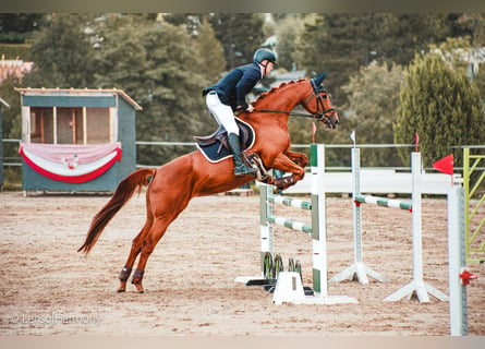 Caballo de deporte alemán, Yegua, 6 años, 162 cm, Alazán