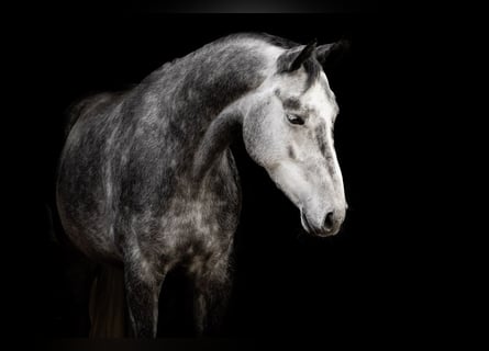 Caballo de deporte alemán, Yegua, 6 años, 164 cm, Tordo rodado