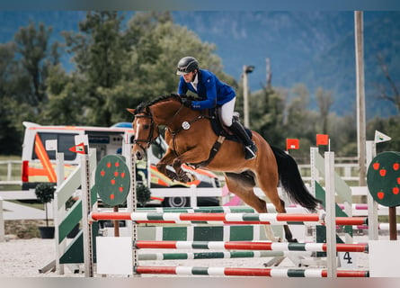 Caballo de deporte alemán, Yegua, 6 años, 165 cm, Castaño