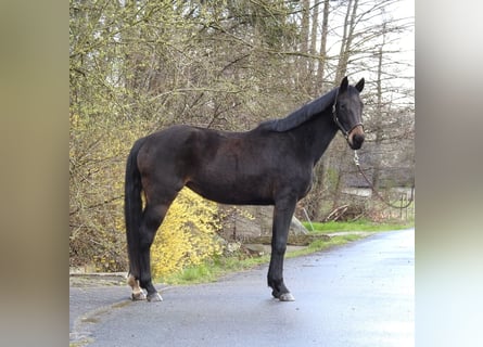 Caballo de deporte alemán, Yegua, 6 años, 165 cm, Castaño oscuro
