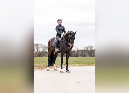 Caballo de deporte alemán, Yegua, 6 años, 165 cm, Castaño oscuro