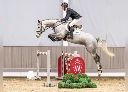 Caballo de deporte alemán, Yegua, 6 años, 165 cm, Tordo